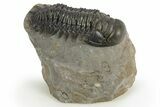 Crotalocephalina Trilobite Fossil - Exposed Hypostome #310283-2